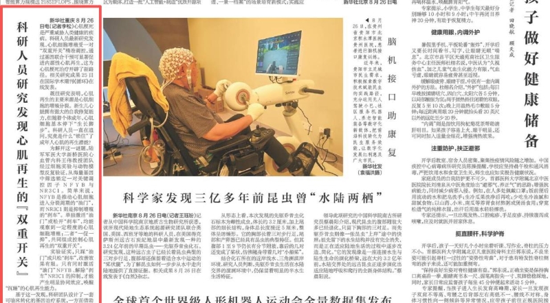 科研人员研究发现心肌再生的“双重开关”