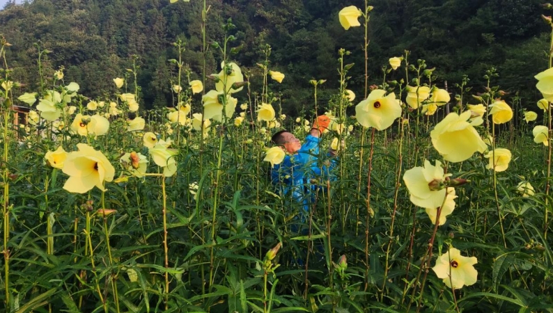 重庆秀山梅江镇：一株黄蜀葵，开出“致富花”