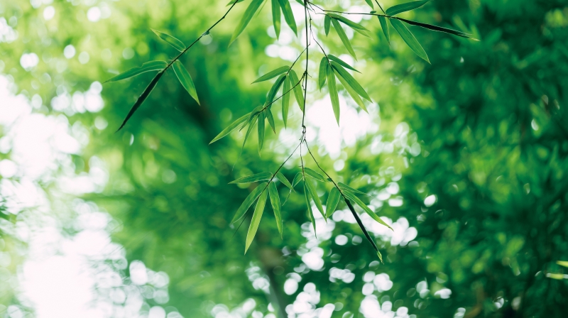 谭大松专栏｜烟火龙池