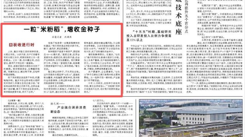一粒“米粉稻”，增收金种子