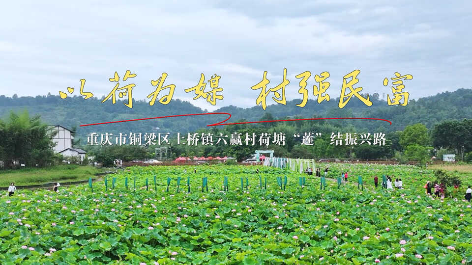 百名书记荐百村⑦｜以荷为媒，村强民富——重庆市铜梁区土桥镇六赢村荷塘“莲”结振兴路
