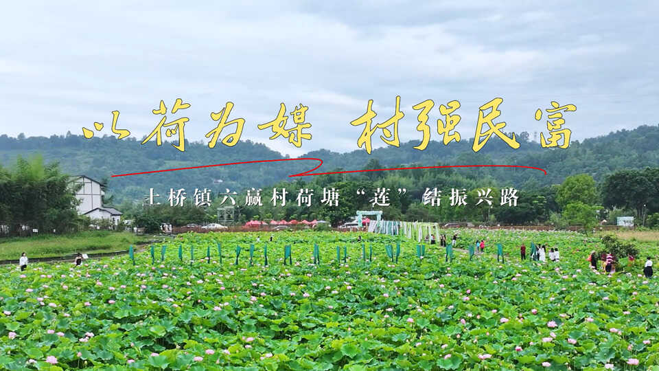 百名书记荐百村⑦｜以荷为媒，村强民富——重庆市铜梁区土桥镇六赢村荷塘“莲”结振兴路