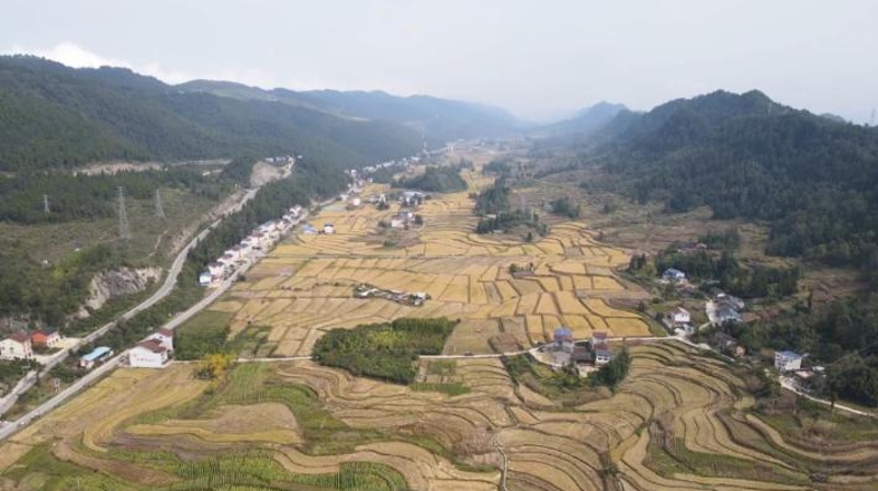 重庆：农机上山助秋收 高山稻田好“丰”景