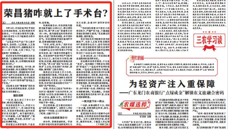 荣昌猪咋就上了手术台？
